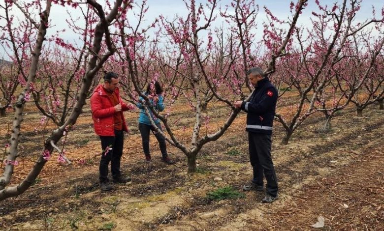 Çanakkale’de zirai don hasar tespit çalışmaları başladı 1 canakkalede zirai don hasar tespit calismalari basladi 260800536a01 |