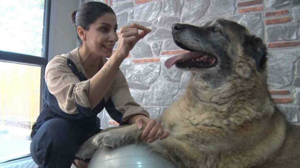 duman isimli obez kopek spor ve pilates ile zayiflatiliyor 7530fac6e8f4 |