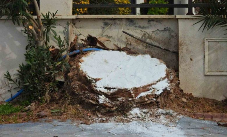 Erdek’te ağaç katliamı: Palmiyeleri kurtarmak yerine kökünden kestiler 1 erdekte agac katliami palmiyeleri kurtarmak yerine kokunden kestiler 69a70e77ce52 |