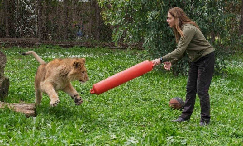 izmirde yavru aslan bulundu 208d26b9392f |