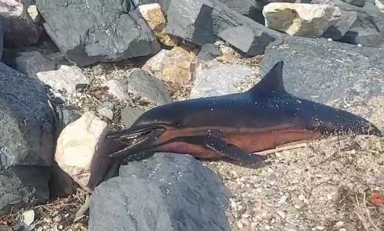 Karaburun sahiline ölü yunus vurdu 1 karaburun sahiline olu yunus vurdu 2acc5b04f942 |