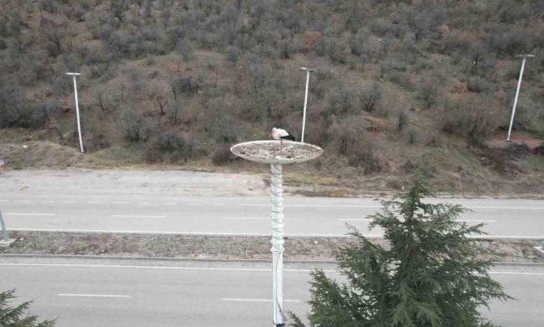 leylek apartmani sakinleri yuvalarina dondu f29f696a300f |