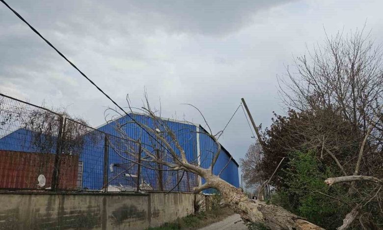 Lodos ağaçları devirdi 1 lodos agaclari devirdi b038e1dbba91 |