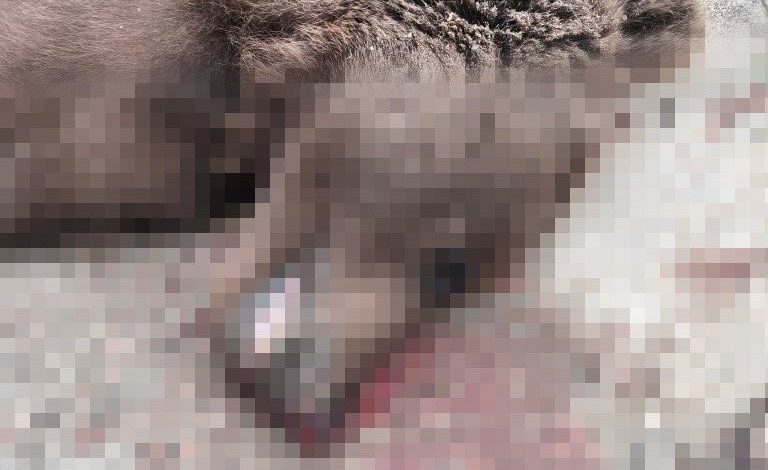 Otomobilin çarptığı bozayı telef oldu 1 otomobilin carptigi bozayi telef oldu 32d8a2fdc389 |