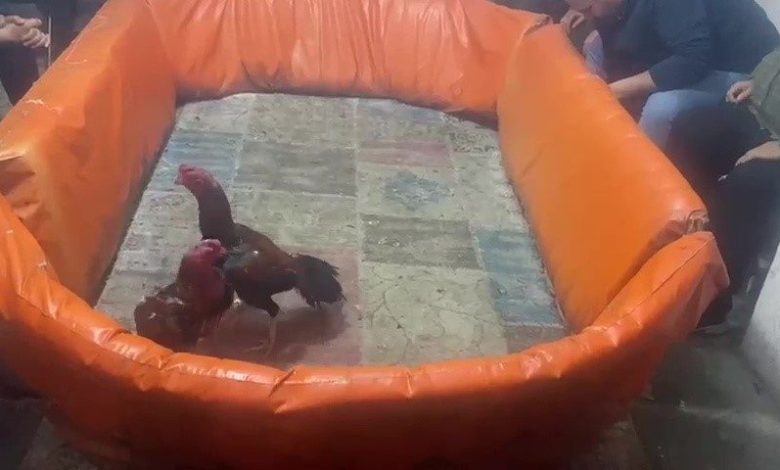 pendikte horoz dovusturenlere 132 bin lira ceza 1a35e70de307 |