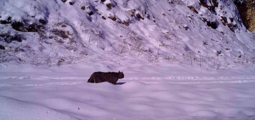 yaban kedisi inegolde goruntulendi f2f5a3605347 |