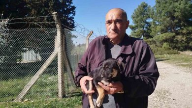 yavru kopekler ormanlik alana birakildi gaziemir belediyesi sahip cikmadi 7f3d7059d03e |