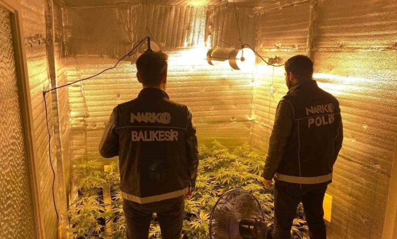 ayvalikta uyusturucu operasyonunda 28 kok kenevir ele gecirildi aac4daa27668 |