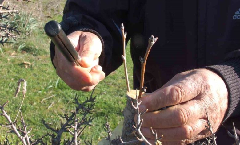 Balıkesirli vatandaş hayır için meralardaki 10 bin ağacı aşıladı 1 balikesirli vatandas hayir icin meralardaki 10 bin agaci asiladi 7a35a6118ffc |