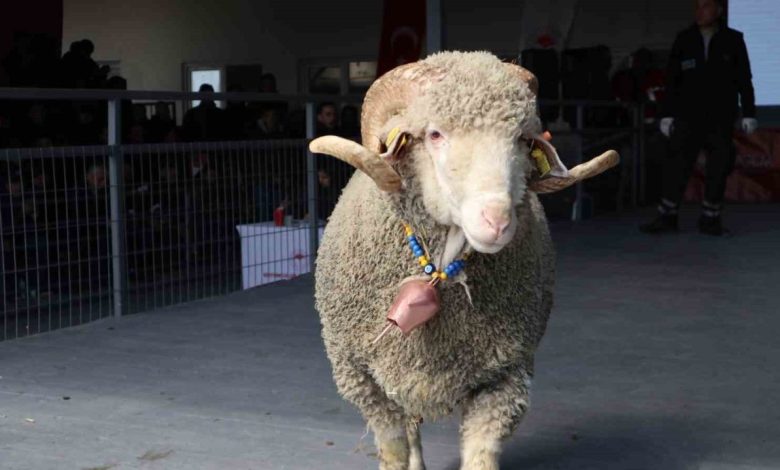 Bandırma’da damızlık koç satışında 246 bin liralık rekor 1 bandirmada damizlik koc satisinda 246 bin liralik rekor 9c024bc14a98 |