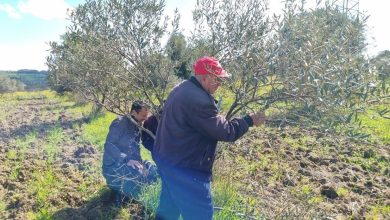 canakkalede zeytin ureticilerine uygulamali budama ve asilama egitimi 80ba5bf2e290 |