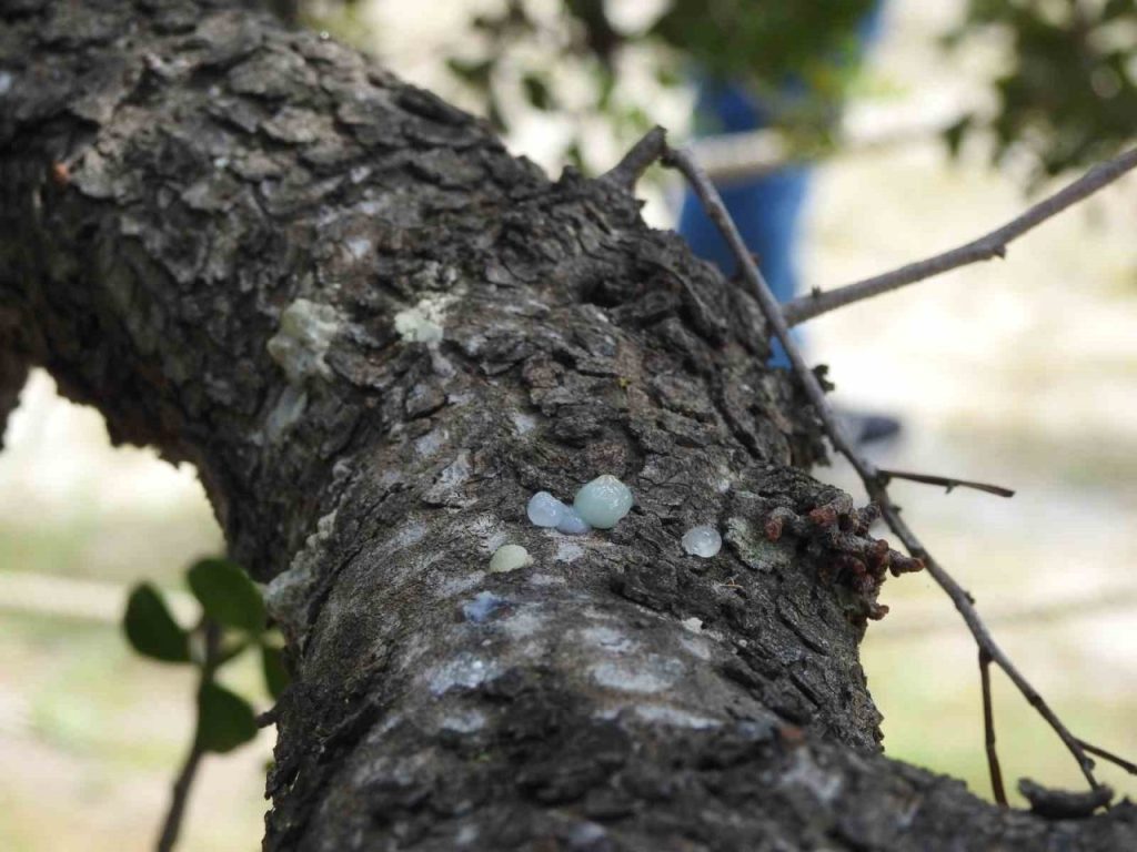 cesmenin cografi isaretli damla sakizi yuksek fiyati ve ekonomik potansiyeliyle dikkat cekiyor 980569e13b8c |