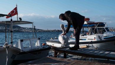 foca bu yaz da sevilen misafiri pelikan tosunu agirliyor 29279942c7bc |
