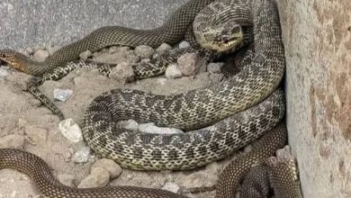 kepce operatoru toprak kazarken 25 metrelik yilanla karsilasti ca1d856ac6cf |