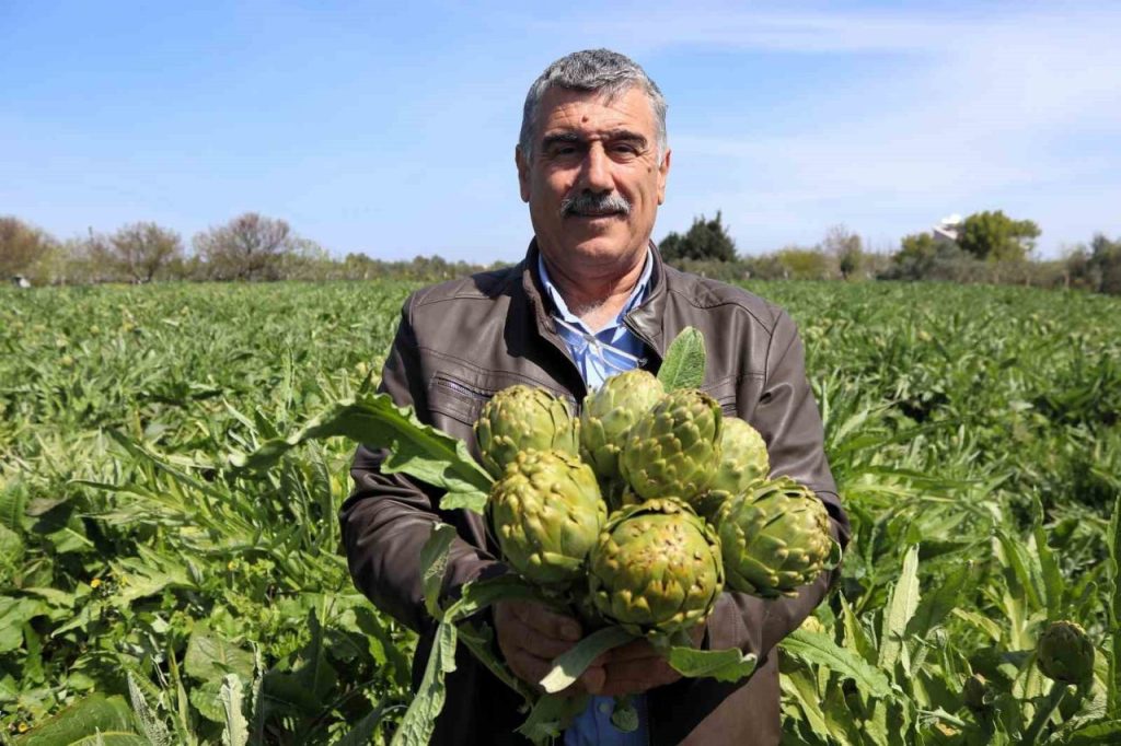 sakiz enginarinin tarladan pazara hasat yolculugu suruyor b8f81d990f53 |