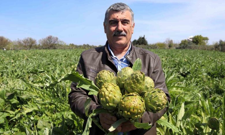 sakiz enginarinin tarladan pazara hasat yolculugu suruyor b8f81d990f53 |
