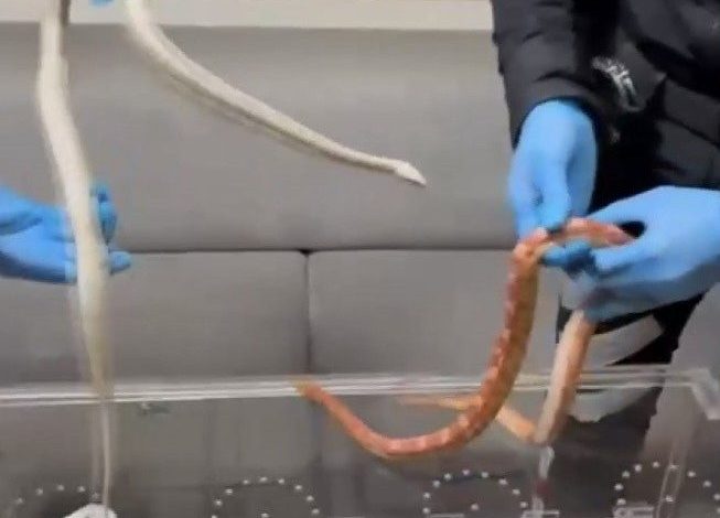 sariyerde polisin durdurdugu aractan zehirli yilanlar cikti 5bddc1447c0b |