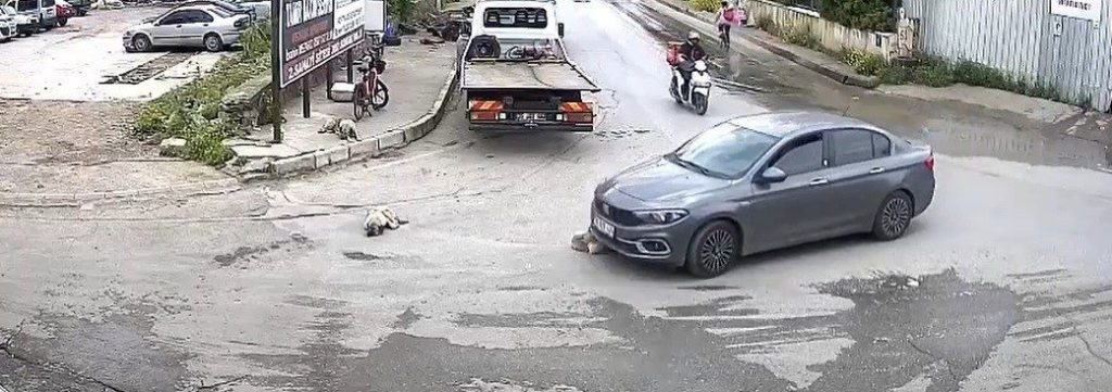 vicdansiz surucu kopegi ezdi arkasina bile bakmadi 4f0f7a5f689f |