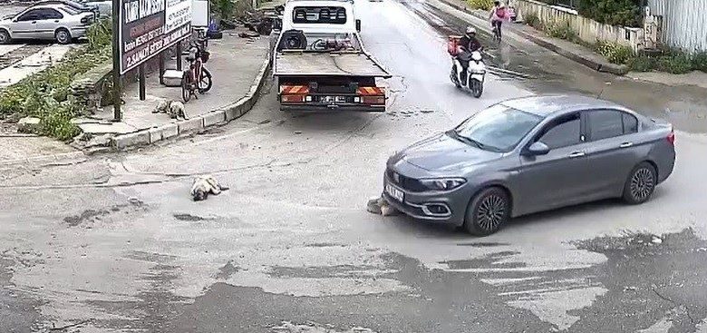 Vicdansız sürücü köpeği ezdi, arkasına bile bakmadı 1 vicdansiz surucu kopegi ezdi arkasina bile bakmadi 4f0f7a5f689f |