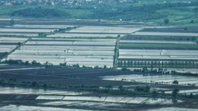 2025 sezonunda celtik ekimine sinirlama uygulanacak 21be8257eb36 |