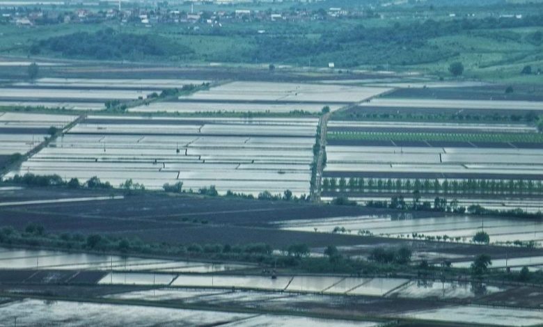 2025 sezonunda celtik ekimine sinirlama uygulanacak 21be8257eb36 |