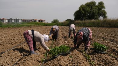 Ayvalikta Tarimdan Sofraya Kadin Eli Degiyor. 8 |