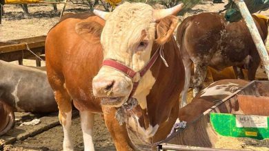 aliagada kurbanlik kesim fiyatlari belli oldu 5f121848f063 |
