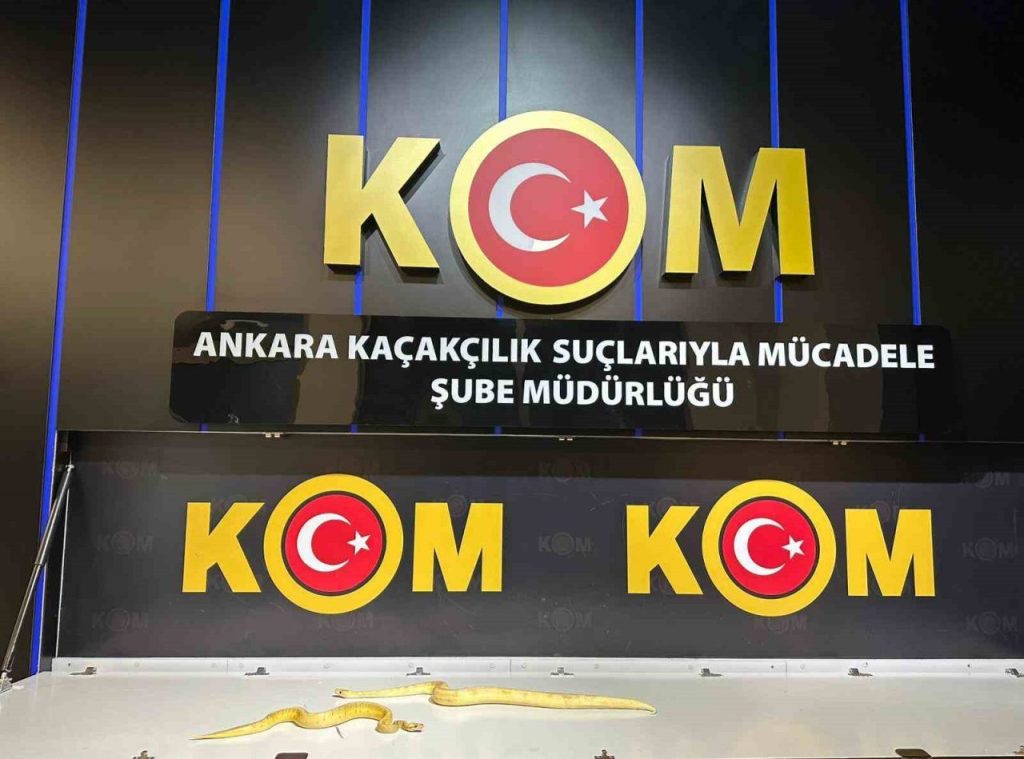 ankara merkezli 5 ildeki operasyonlarda 96 egzotik hayvan ele gecirildi eabb1ccbe481 |