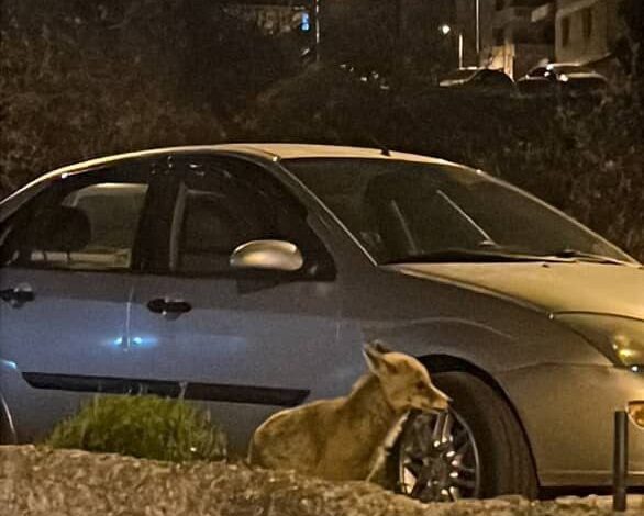 Ankara’da aç kalan tilki şehre indi 1 ankarada ac kalan tilki sehre indi 633460d59e76 |