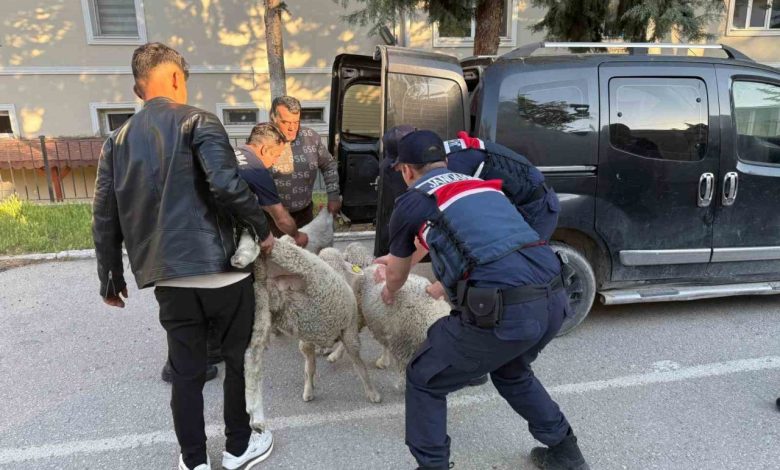Ankara’da koyun hırsızı yakalandı 1 ankarada koyun hirsizi yakalandi 5d5130bb6bc1 |