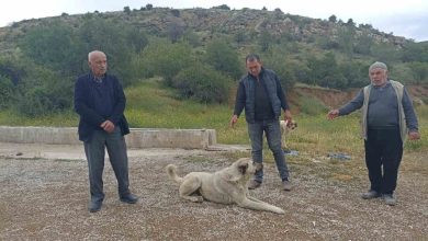 basibos kopekler buzagiyi parcaladi sahiplerine saldirdi 2f91716b1271 |