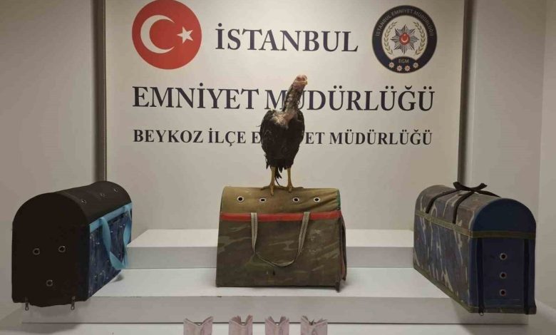 Beykoz’da horoz dövüşüne polis baskını: 21 kişiye 194 bin lira ceza 1 beykozda horoz dovusune polis baskini 21 kisiye 194 bin lira ceza d37725b656bc |