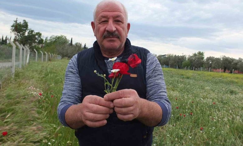 burhaniyede tarlalar gelincik acti 9f2ba1e1d7ca |