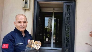 burhaniyede yarali baykus milli parklar sefligine teslim edildi f6c09c96892d |