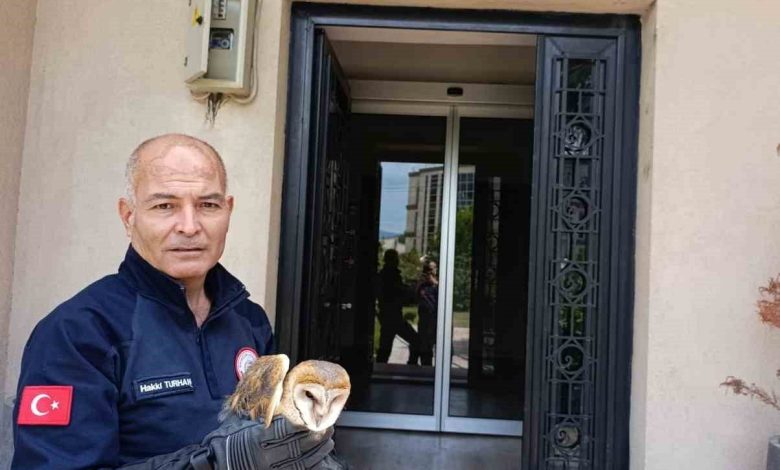 burhaniyede yarali baykus milli parklar sefligine teslim edildi f6c09c96892d |