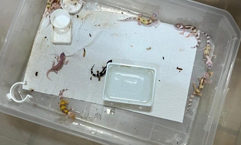 Bursa’da egzotik hayvan ticaretine darbe 1 bursada egzotik hayvan ticaretine darbe 087626a86e30 |