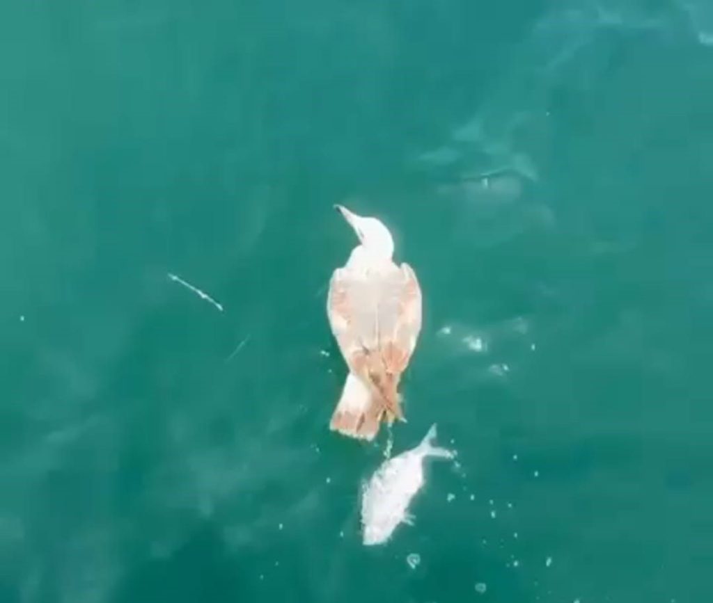 canakkalede denizde oltaya takilan marti kurtarildi bb15a1bc21a6 |