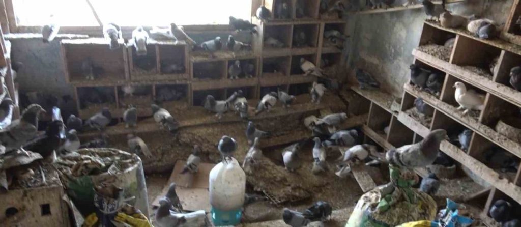 guvercinleri icin alevlerin arasinda kaldi fa82f9c150ba |