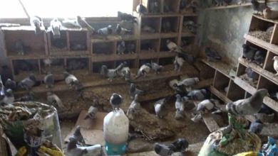guvercinleri icin alevlerin arasinda kaldi fa82f9c150ba |
