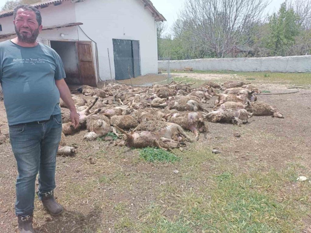 haymanada ciftlige giren kurtlar 92 kuzuyu telef etti 5108a0e63169 |