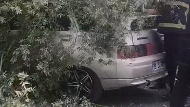 kokunden sokulen agac otomobilin uzerine devrildi aa6908a14197 |