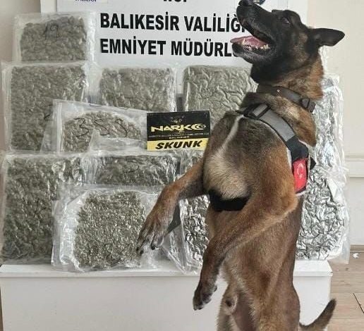 narkotik kopegi yasa sayesinde 10 kilo esrar yakalandi bbac52f7aedd |