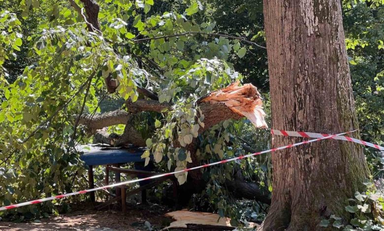 Ağacın altında birinin kaldığını düşünen vatandaşların panik anı kamerada 1 agacin altinda birinin kaldigini dusunen vatandaslarin panik ani kamerada e815f674591e |