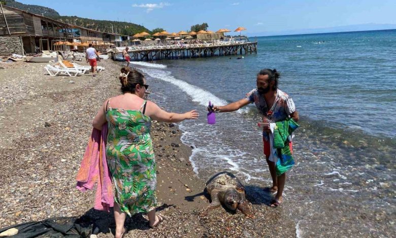 assos sahilinde olu caretta caretta bulundu 36a50f241782 |