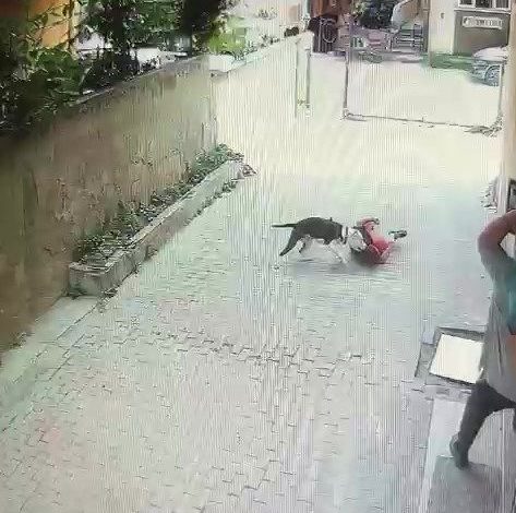 Ataşehir’de pitbull cinsi köpeğin çocuğa saldırdığı anlar kamerada 1 atasehirde pitbull cinsi kopegin cocuga saldirdigi anlar kamerada 845efd88edab |