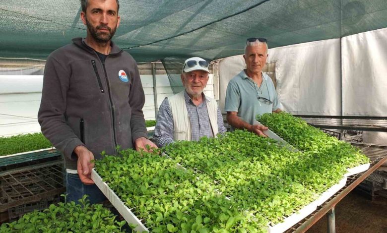 Balıkesir’de Stevia fidesi sevkiyatına başlandı 1 balikesirde stevia fidesi sevkiyatina baslandi 0fc486c724a5 |