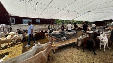 bayrama sayili gunler kala kurban satis yerlerinde pazarliklar devam ediyor 1598ecab37b0 |