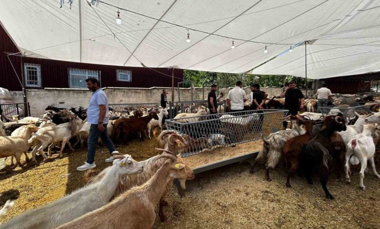 Bayrama sayılı günler kala, kurban satış yerlerinde pazarlıklar devam ediyor 1 bayrama sayili gunler kala kurban satis yerlerinde pazarliklar devam ediyor 1598ecab37b0 |