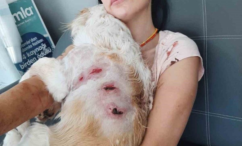 bursada kangal dehsetio anlar kamerada a97ed87b1b95 |