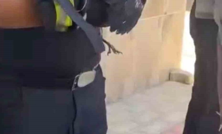Bursa’da yürekleri ısıtan kurtarma Yavru karga ağaca sıkıştı, çaresizce bekledi 1 bursada yurekleri isitan kurtarma yavru karga agaca sikisti caresizce bekledi 552ed948b0bd |